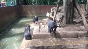 Indonesia's Zoos That Aren't 'Decent' Still Might Not Close